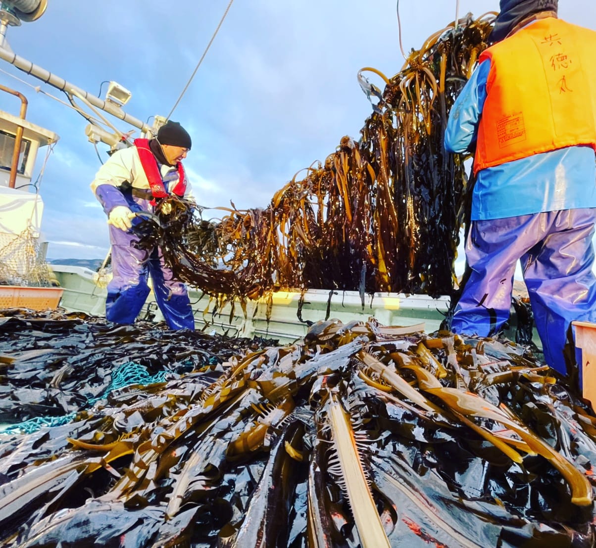 潮流で磨き上げられたくましく育つ、極上の海藻類 | みやぎいいもの